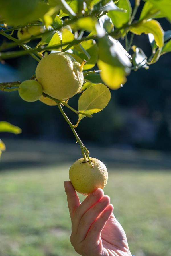 Tully Cottage B&Bセントへレンズ エクステリア 写真